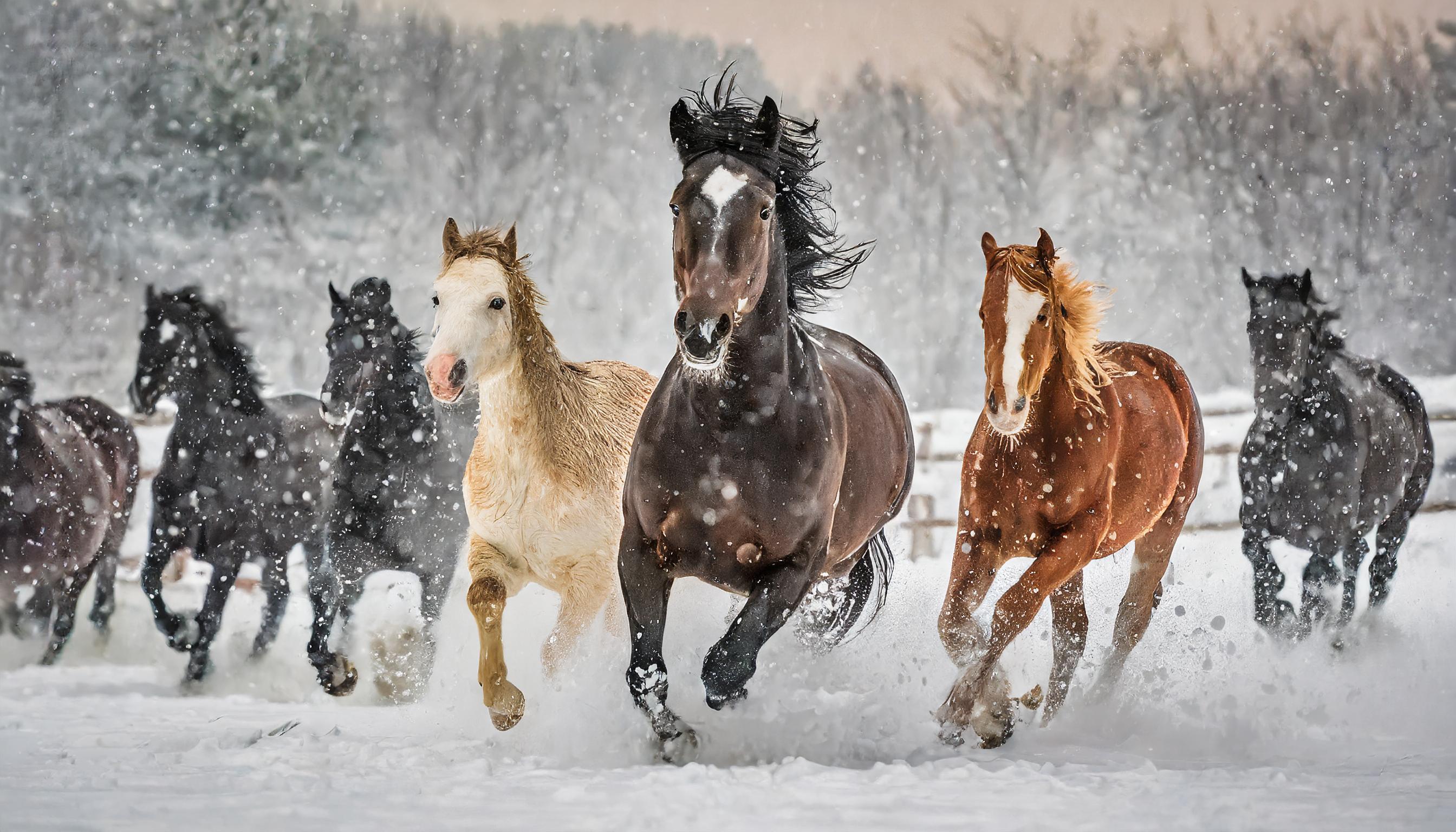 Course de chevaux